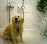 08_003_golden_002