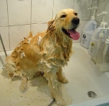 08_003_golden_003