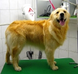 08_003_golden_004