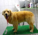 08_003_golden_005