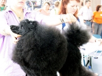 009_009_grooming-competition_do_450