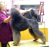 08_004_standard_teddy_set1_006