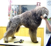 08_004_standard_teddy_set2_001