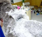 08_004_standard_teddy_set2_003