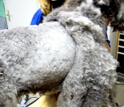 08_004_standard_teddy_set2_004