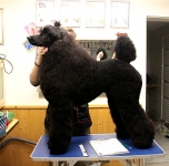 grooming_work_009_022