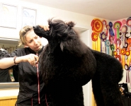 grooming_work_009_023