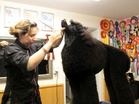 grooming_work_009_024