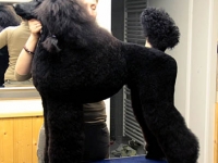 grooming_work_009_025