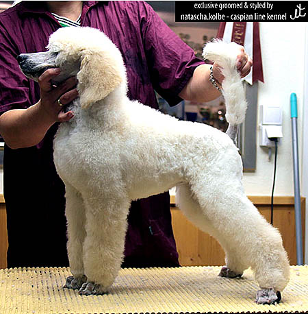 009_006_puppy_001_450 009_006_puppy_001_450